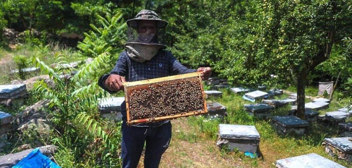 Përdorimi i Pesticidit Kontrovers në Panxhar Sheqeri: Bizneset Kërkojnë Ndalimin e Tij për Shpëtimin e Bletëve