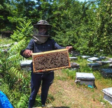 Përdorimi i Pesticidit Kontrovers në Panxhar Sheqeri: Bizneset Kërkojnë Ndalimin e Tij për Shpëtimin e Bletëve