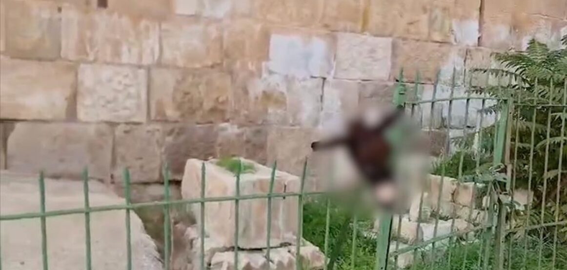 Një hebre fanatik vari kokën e një gomari në një varrezë muslimane afër xhamisë Al-Aksa