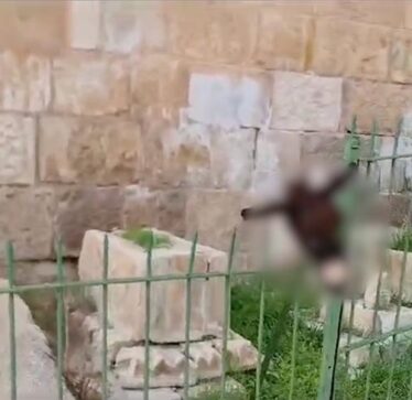 Një hebre fanatik vari kokën e një gomari në një varrezë muslimane afër xhamisë Al-Aksa