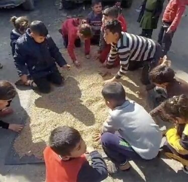 Palestinezët në veri të Gazës filluan të bluajnë ushqimin e kafshëve sepse nuk kanë miell