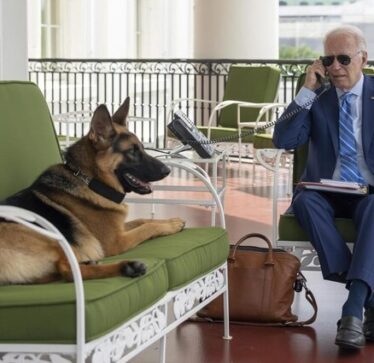 Media amerikane: Qeni agresiv i Bidenit ka kafshuar të paktën 24 pjesëtarë të Shërbimit Sekret