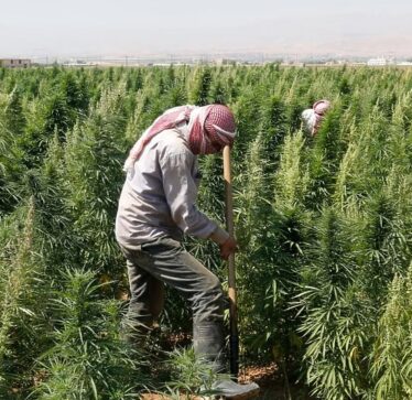 Tregtarët marokenë të hashashit bojkotojnë eksportet e drogës në Izrael për shkak të Gazës
