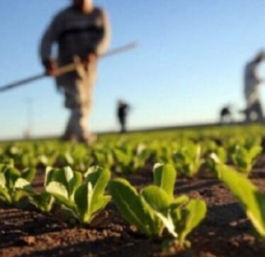 Lajm i mirë për bujqit, hapet zyrtarisht aplikimi për subvencione në bujqësi
