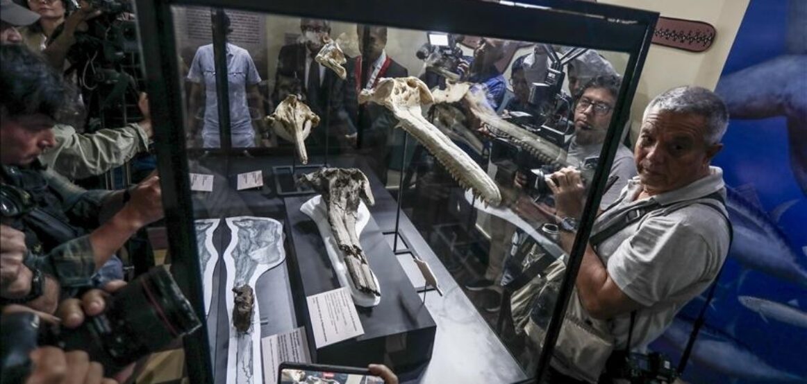 Shkencëtarët zbulojnë kafkë 16-milionëvjeçare të fosilizuar të një delfini në Peru