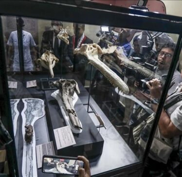 Shkencëtarët zbulojnë kafkë 16-milionëvjeçare të fosilizuar të një delfini në Peru