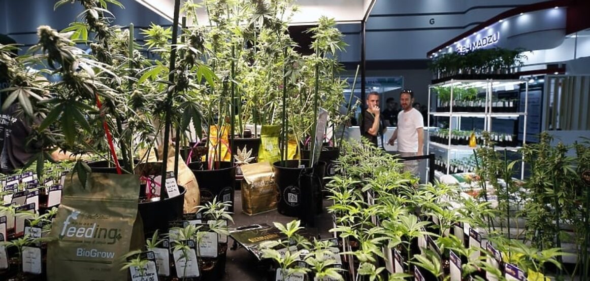 DEA amerikane propozon ndryshimin e klasifikimit të marijuanës, i cili do të ishte një ndryshim historik