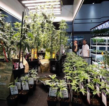 DEA amerikane propozon ndryshimin e klasifikimit të marijuanës, i cili do të ishte një ndryshim historik