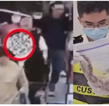 Tentoi të kontrabandonte mbi 100 gjarpërinj të gjallë në xhepa, arrestohet një preson në Kinë