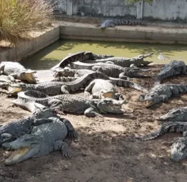 Stuhia u dëmtoi kafazin, 37-vjeçari detyrohet të vrasë mbi 100 krokodilë