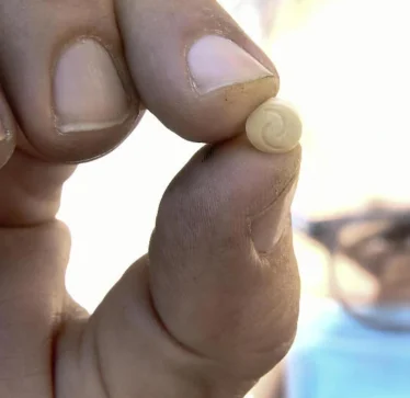 Droga Captagon po përhapet nga vendet arabe drejt Evropës: “Të gjitha shtetet duhet të shqetësohen”