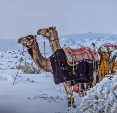 Pesë shtete arabe u goditën nga moti jashtëzakonisht i ftohtë: Borë në shkretëtirë