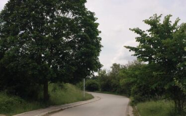 Mbjellja e më shumë pemëve në qytete mund të kishte…