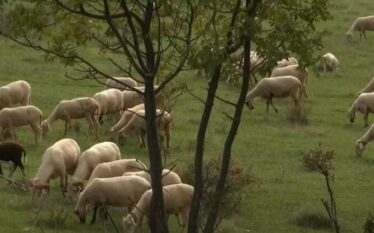 Kosova ndalon importin e deleve dhe dhive nga Shkodra dhe…