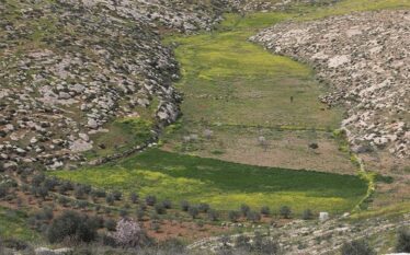 Izraelitët që uzurpuan tokat palestineze, vodhën dhe vranë qindra dele…