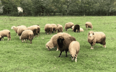 Konfirmohet rasti i parë në Kosovë më sëmundjen PPR që…