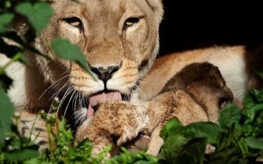 Thirrje e pazakontë nga kopshti zoologjik danez: Dhuroni kafshët shtëpiake…