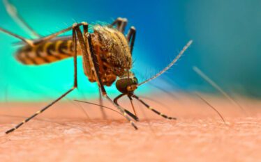 Kina lufton virusin chikungunya me dronë dhe rrjeta, ndërsa mijëra…