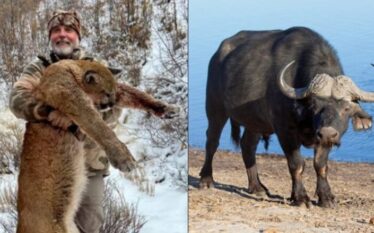 Milioneri u përpoq të vriste një buall në Afrikë –…