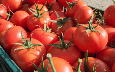 Domatet në Shqipëri me nivele të larta pesticidesh, Prokuroria firmos…