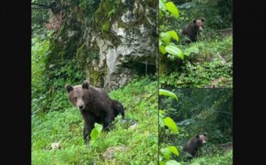 Arinjtë futen në pronën e një burri në Suharekë –…