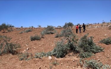 Kolonët e paligjshëm izraelitë shkatërrojnë qindra pemë ulliri në Bregun…