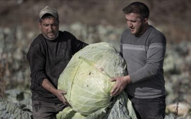 Fermerët turq kultivojnë lakër gjigante me peshë mbi 50 kilogramë