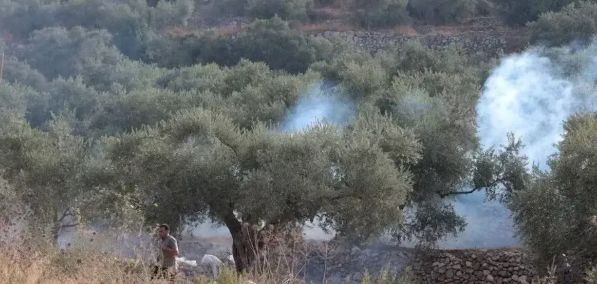 Pushtuesit izraelitë u vënë zjarrin ullinjve, ndërsa ushtria dëbon fermerët palestinezë në Bregun Perëndimor të pushtuar
