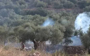 Pushtuesit izraelitë u vënë zjarrin ullinjve, ndërsa ushtria dëbon fermerët palestinezë në Bregun Perëndimor të pushtuar