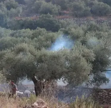 Pushtuesit izraelitë u vënë zjarrin ullinjve, ndërsa ushtria dëbon fermerët palestinezë në Bregun Perëndimor të pushtuar